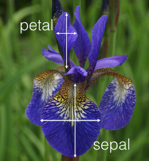 Flowers-attributes