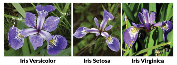 Flowers-dataset